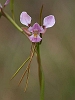 J17_3686 Donkey Orchid